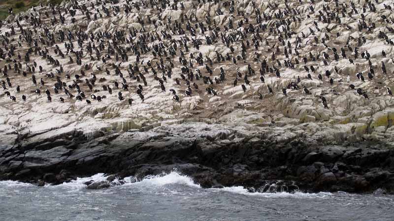 Colonia de Pingüinos que habitan en el Canal Beagle