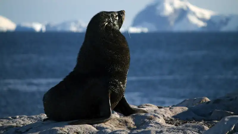 Cruzeiros Antártida
