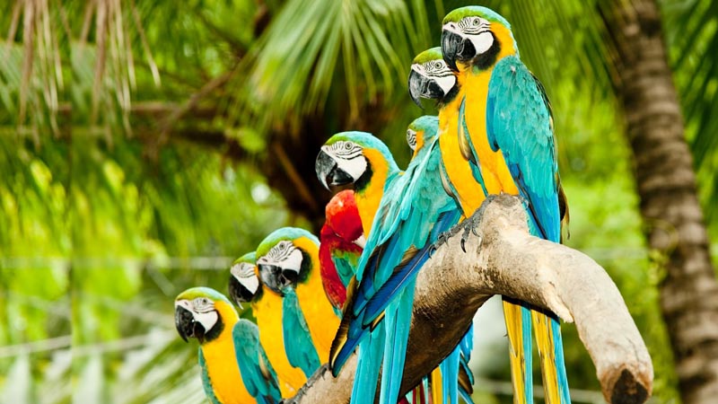 Iguaçu - Papagaios & Periquitos