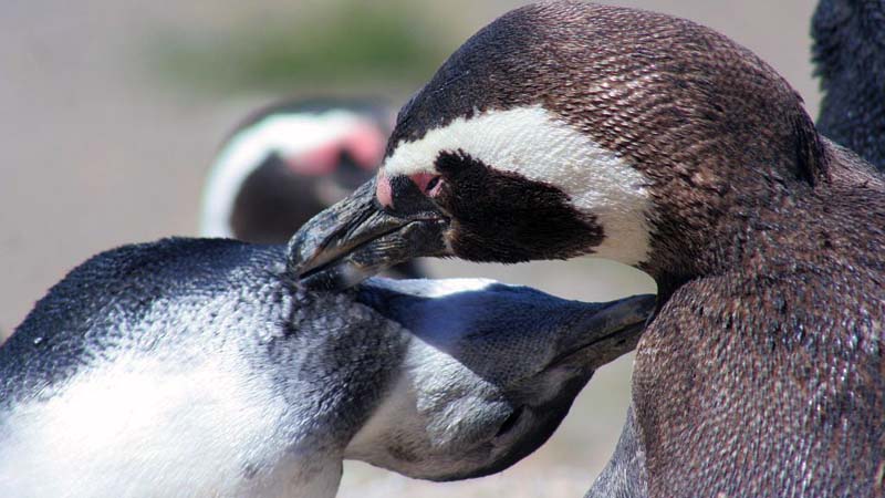 Puerto Madryn - Pingüins de Magalhães