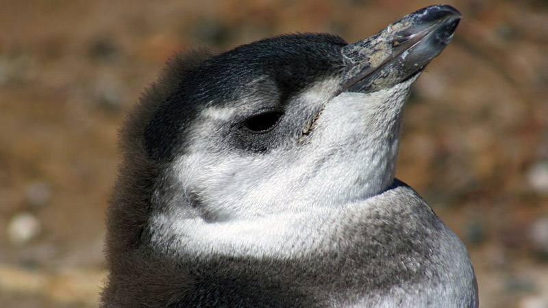 Puerto Madryn - Pingüim Juvenil