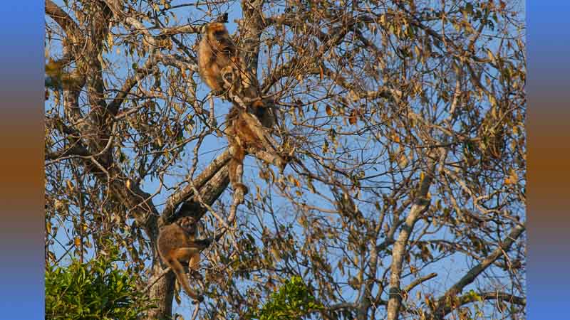 Esteros del Iberá - Observando macacos