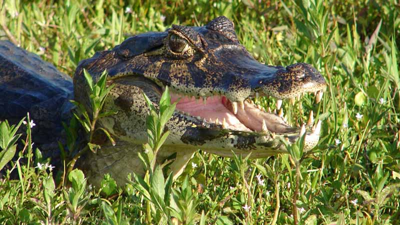 Esteros del Iberá - Crocodilo