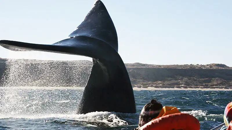 Navegação Avistagem de Baleias