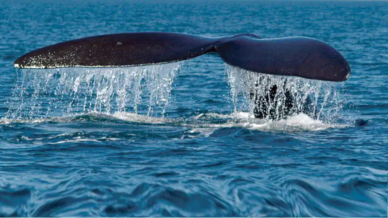 Navegação Avistagem de Baleias