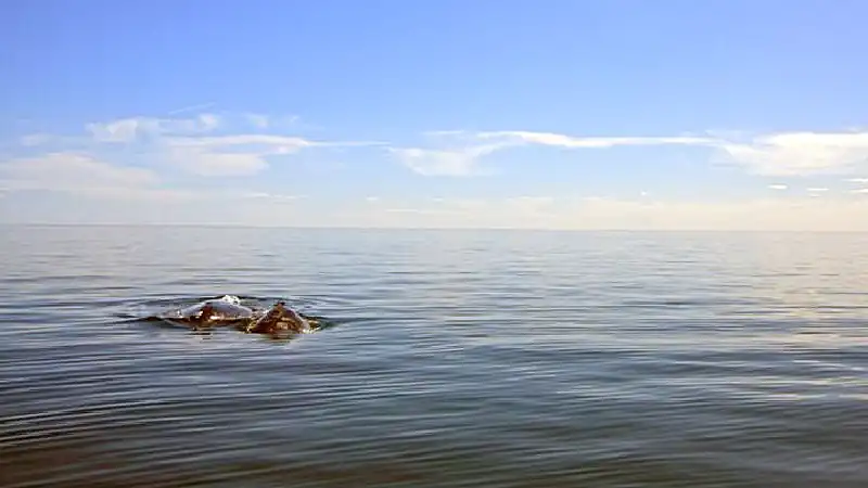 Navegação Avistagem de Baleias