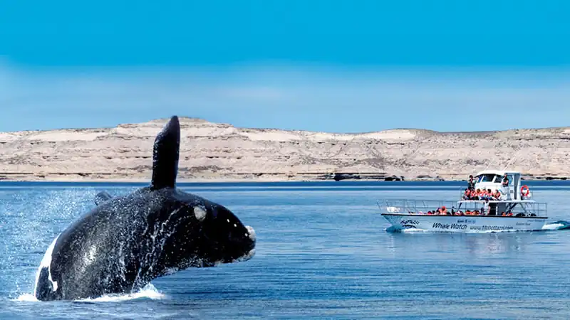 Navegação Avistagem de Fauna Marinha 