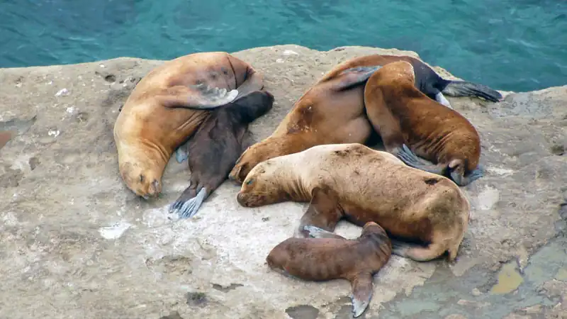 Navegação Avistagem de Fauna Marinha 