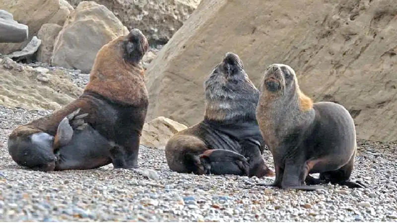 Navegação Avistagem de Fauna Marinha 