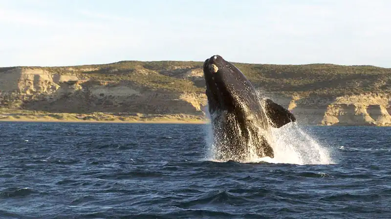 Navegação Avistagem de Fauna Marinha 