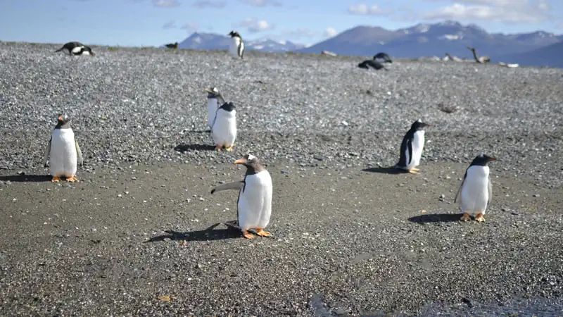 Ilha Gable e Pingüinera com canoas