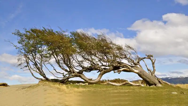 Ilha Gable e Pingüinera com canoas
