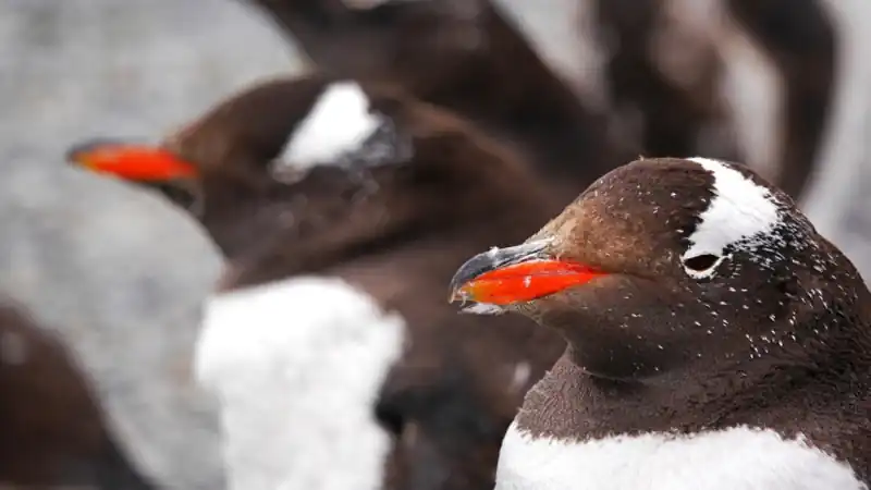 Caminhada com pingüins com navegação pelo Canal Beagle