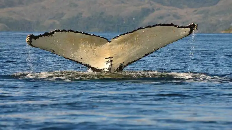 Passeio pela Península Valdés