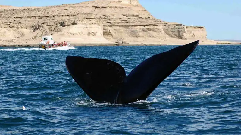 Passeio pela Península Valdés