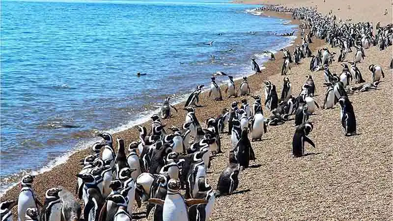 Punta Tombo e Praia Unión