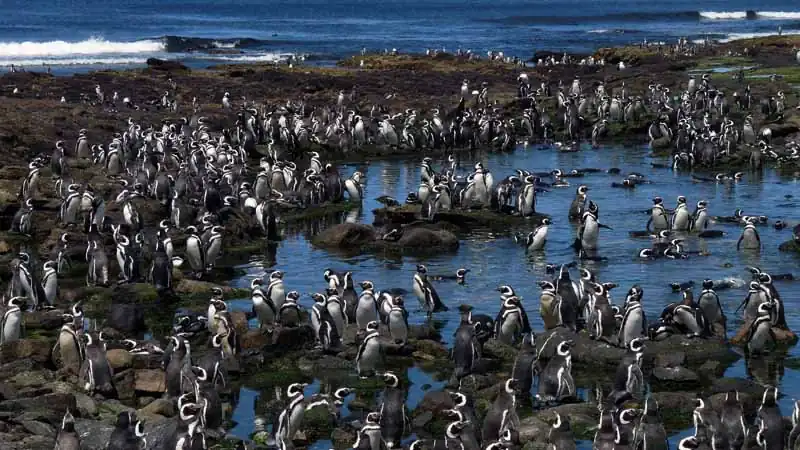 Punta Tombo e Praia Unión