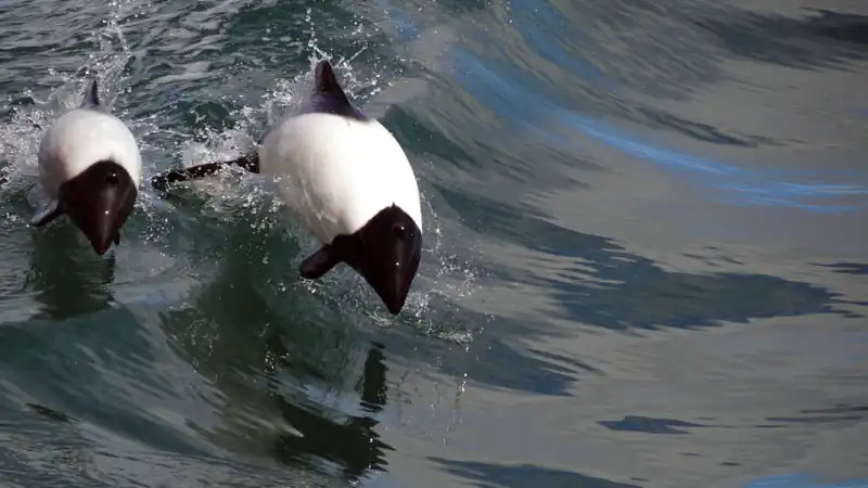 Punta Tombo e Praia Unión