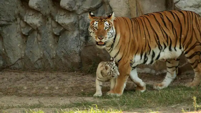 Bioparque Temaiken – Terra de Vida