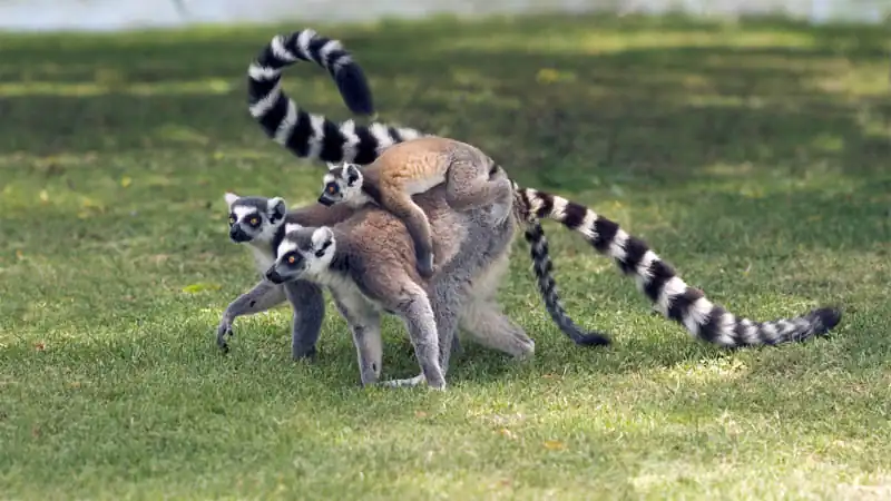 Bioparque Temaiken – Terra de Vida