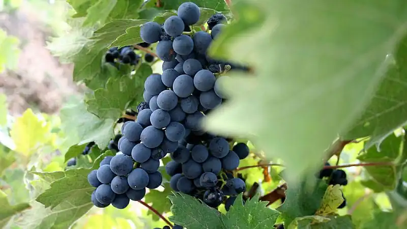 Visita ao Vinhedo Concha y Toro 