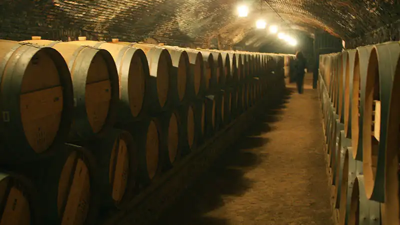 Visita ao Vinhedo Concha y Toro 