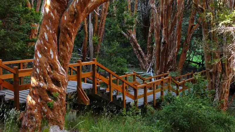 Ilha Victoria e Bosque de Arrayanes