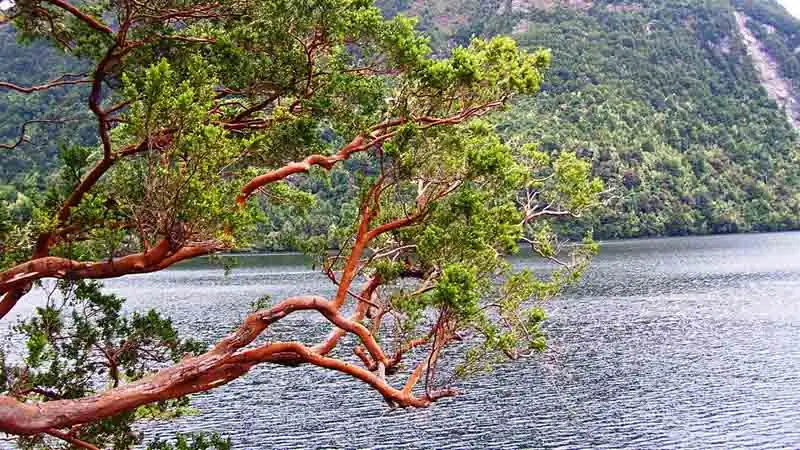 Ilha Victoria e Bosque de Arrayanes