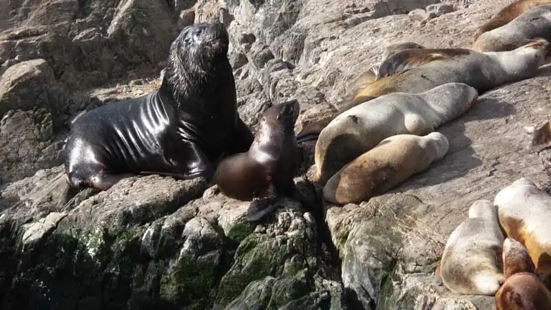 Navegação pelo Canal de Beagle