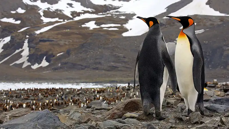 Clássica Antarctica 