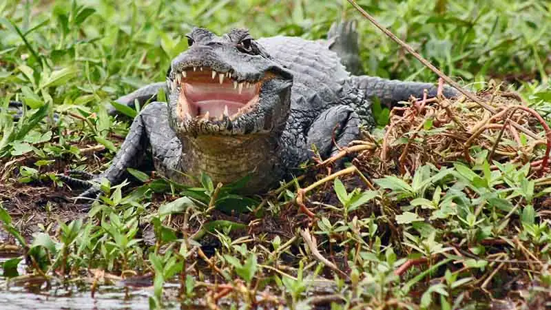Safári nos Esteros del Iberá no Aguapé Lodge