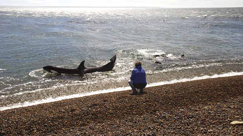 Puerto Madryn - Orcas